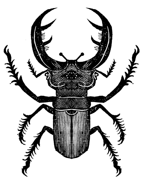 Stag Beetle 